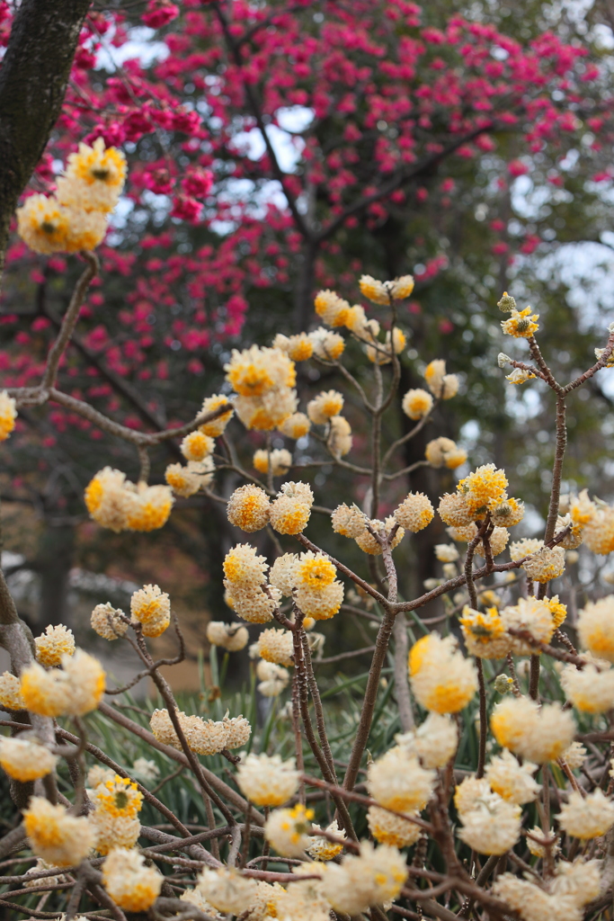 ミツマタと桜