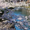I山里の春