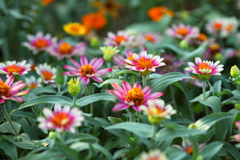 児童公園の花壇