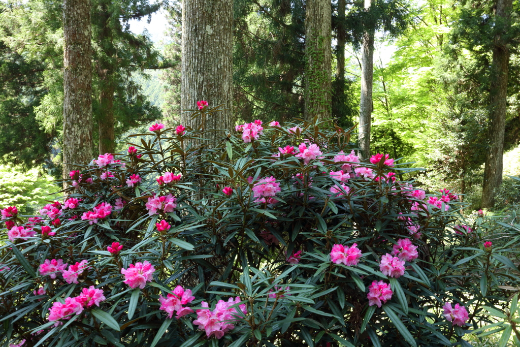 里山のシャクナゲ