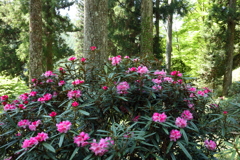 里山のシャクナゲ
