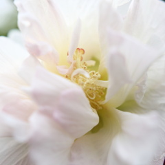 芙蓉の花