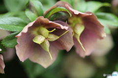 クリスマスローズ