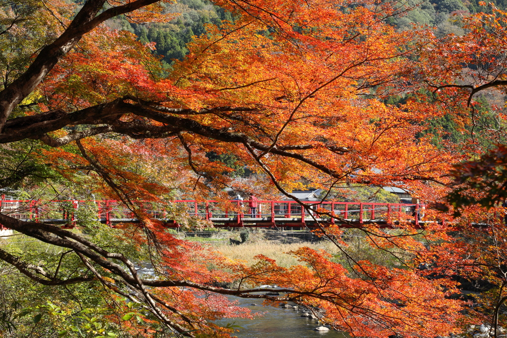 山里の紅葉