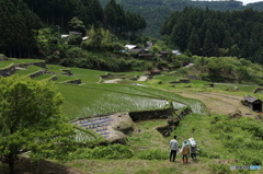 四谷千枚田２