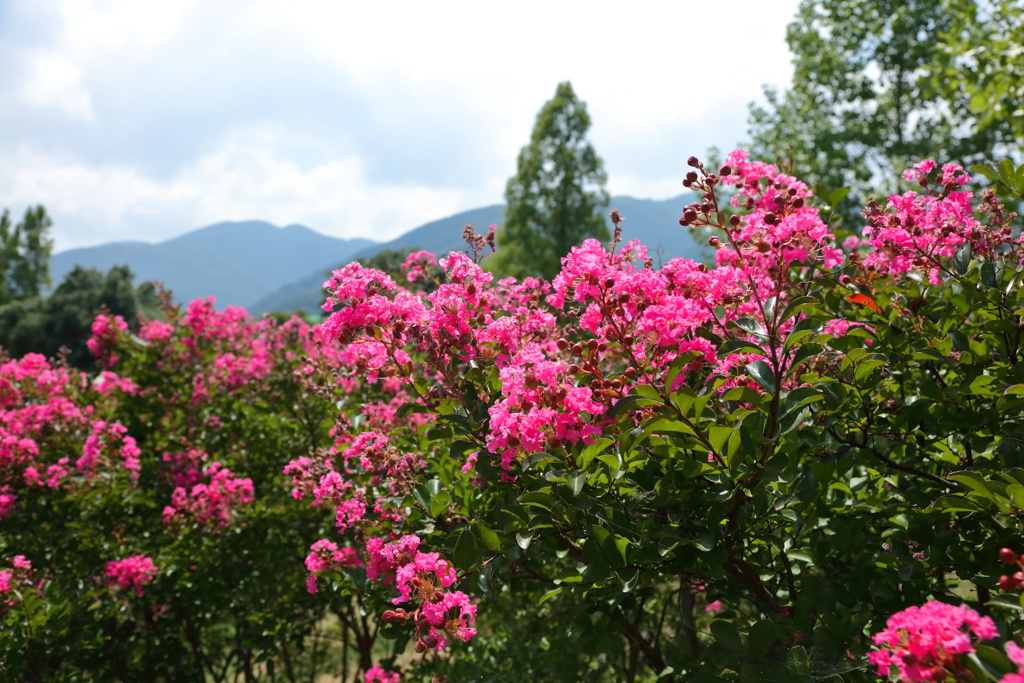 盛夏