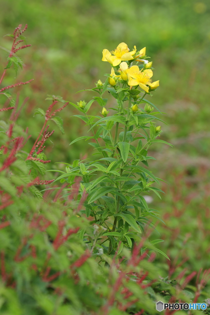 伊吹山の花１０