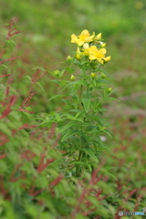 伊吹山の花１０