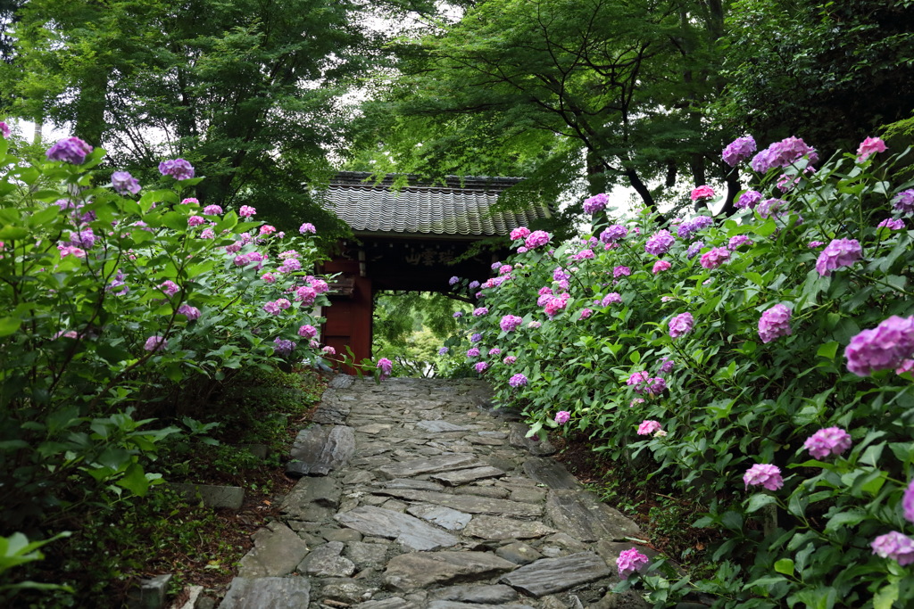 本光寺のアジサイ３