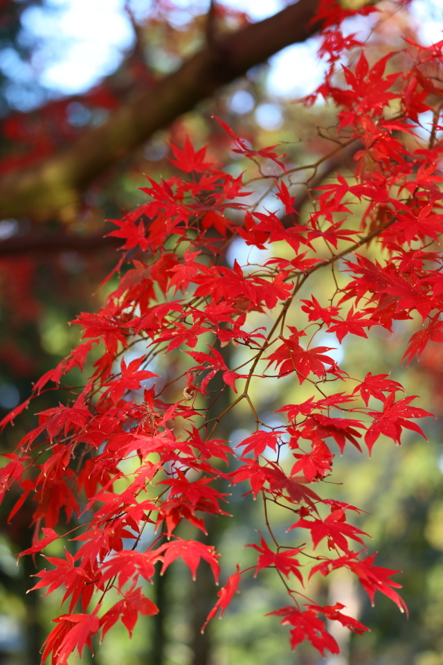 湖東の紅葉