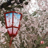 桜祭り