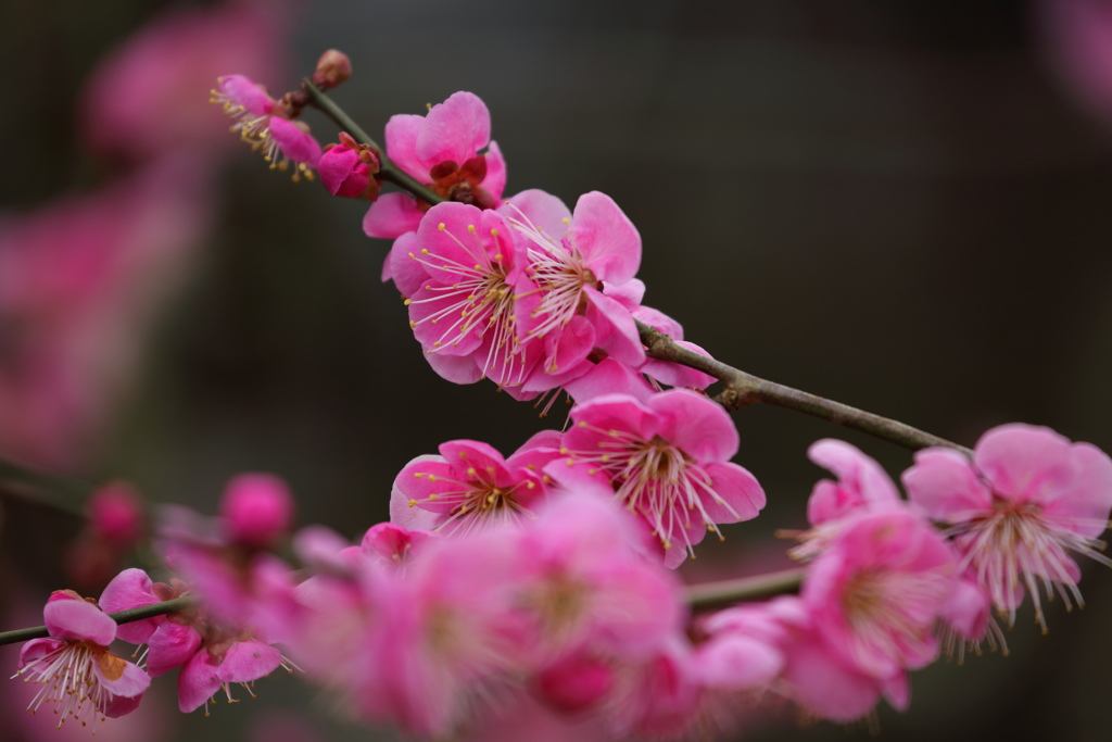 天神さまの梅の花