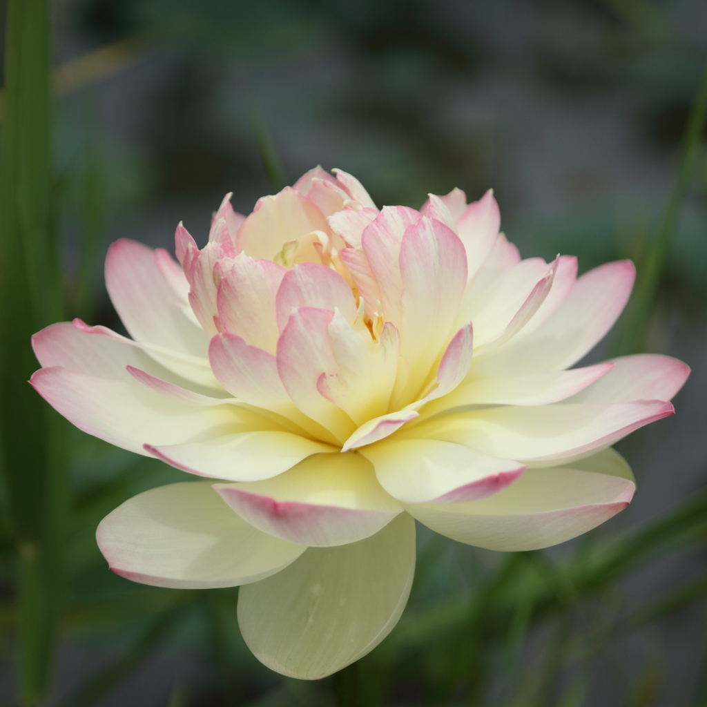 蓮の花