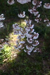 枝垂桜