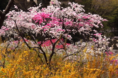 レンギョウと花桃
