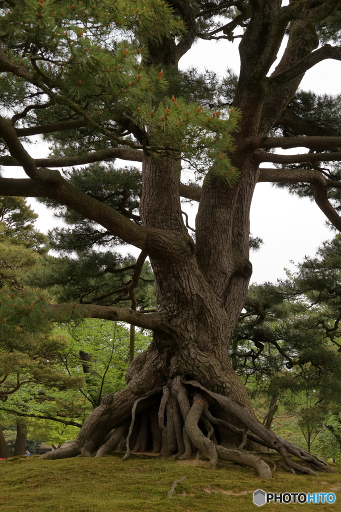 兼六園の根上がりの松