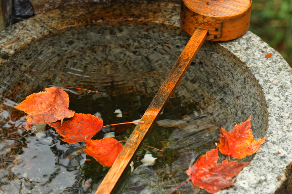 手水の紅葉