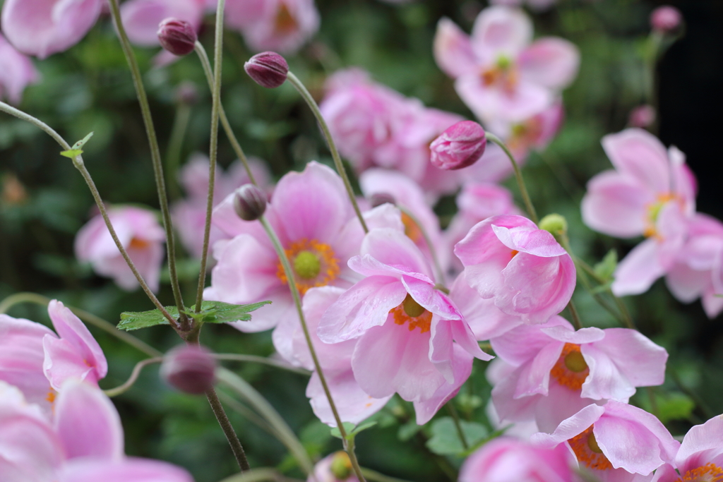 秋明菊
