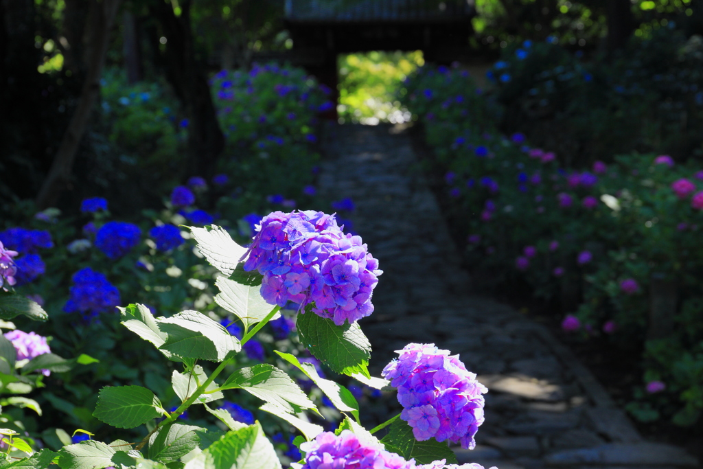 あじさい寺