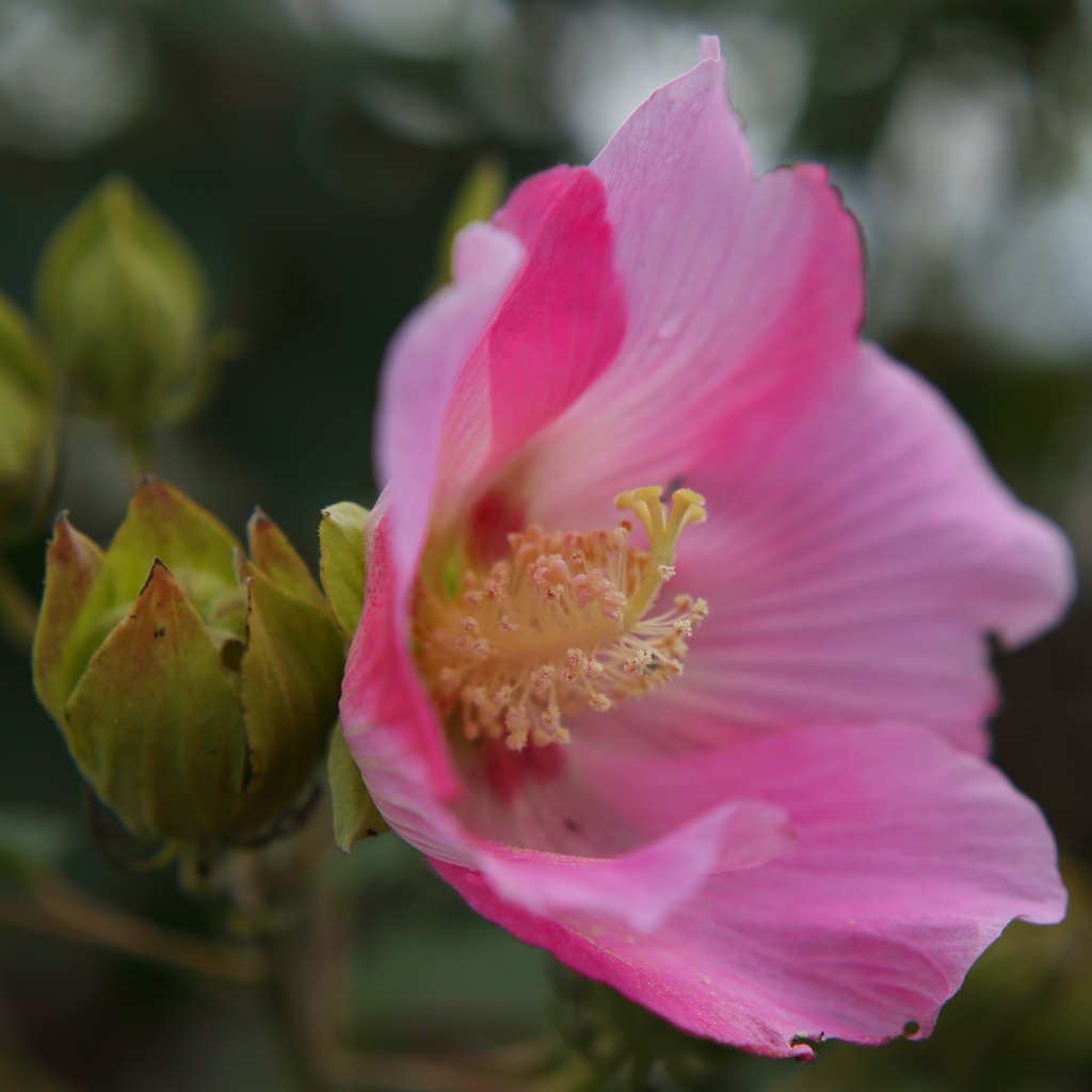 芙蓉の花