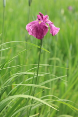花菖蒲２
