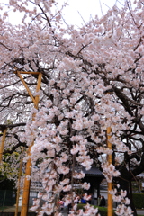 枝垂れ桜