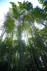 竹林