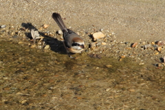 今日出会った鳥１