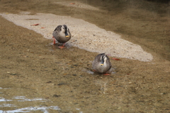 今日出会った鳥