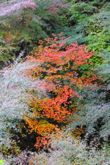 渓の紅葉