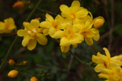 土手の黄色い花