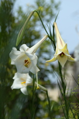 ユリの花