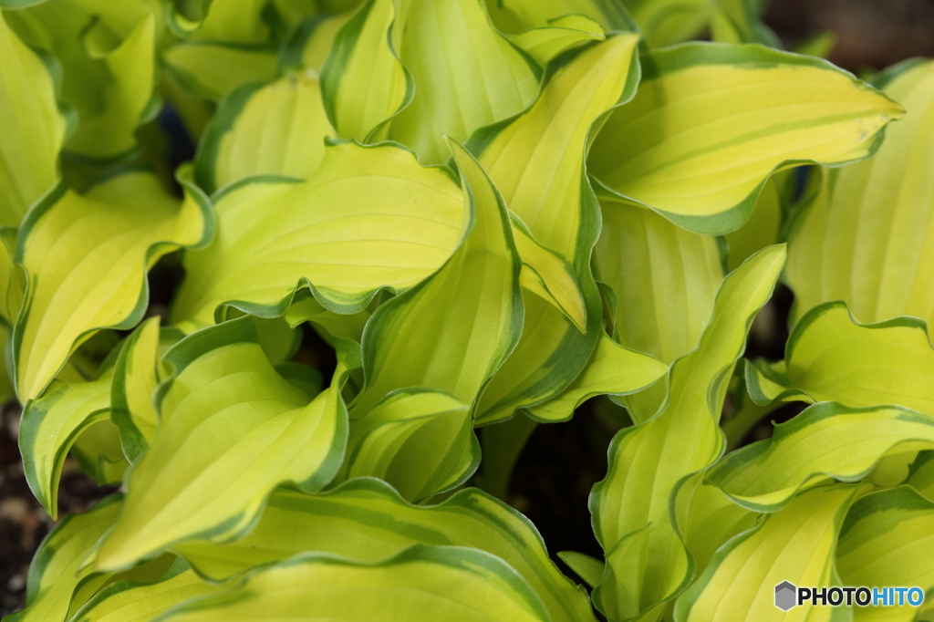 葉っぱ(キボウシ)