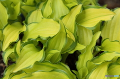 葉っぱ(キボウシ)