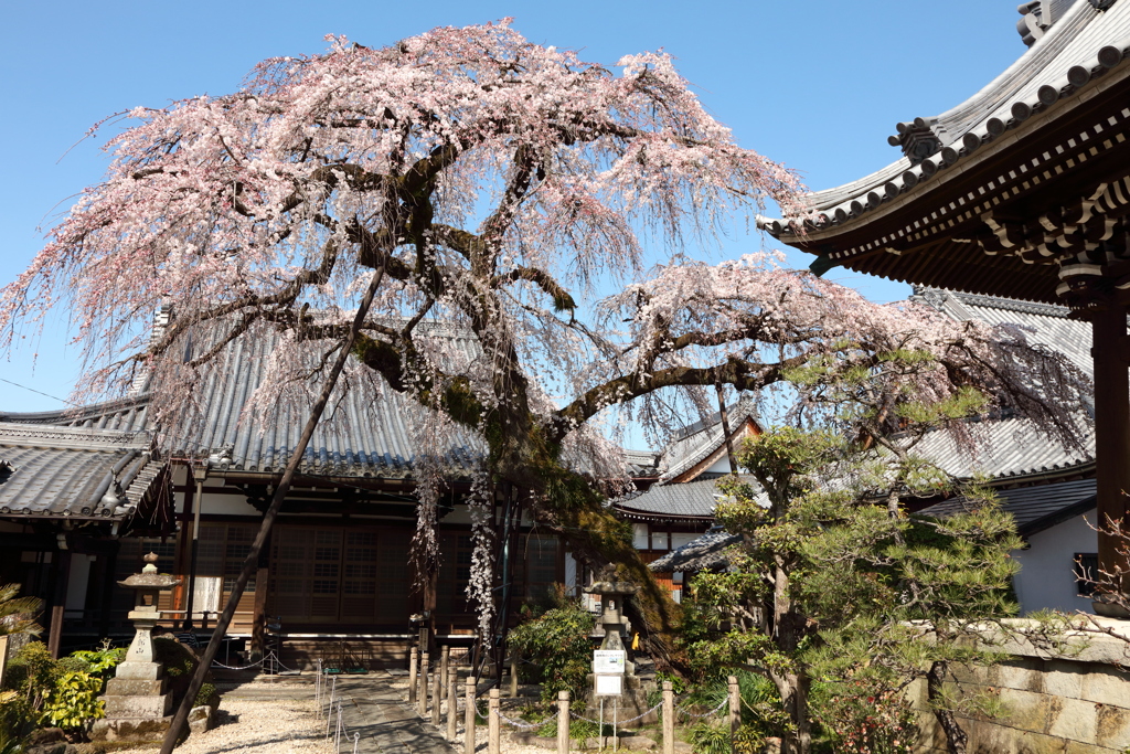 圓明寺の枝垂桜