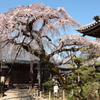 圓明寺の枝垂桜