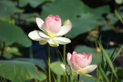蓮の花
