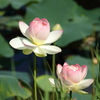 蓮の花