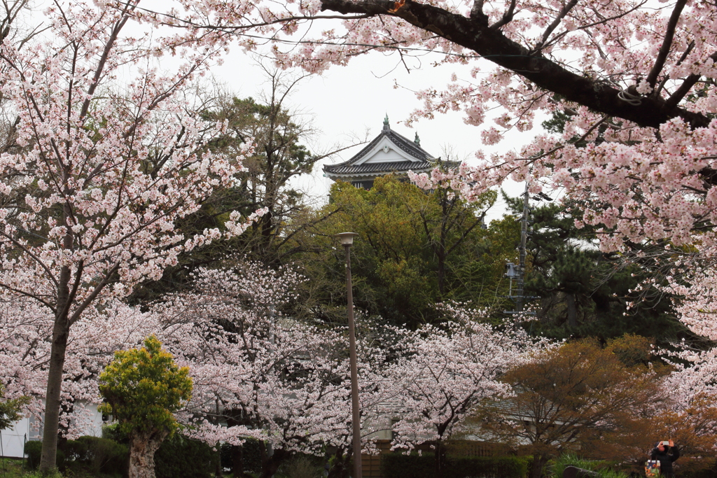 城と桜