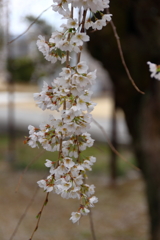 枝垂れ桜