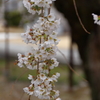 枝垂れ桜