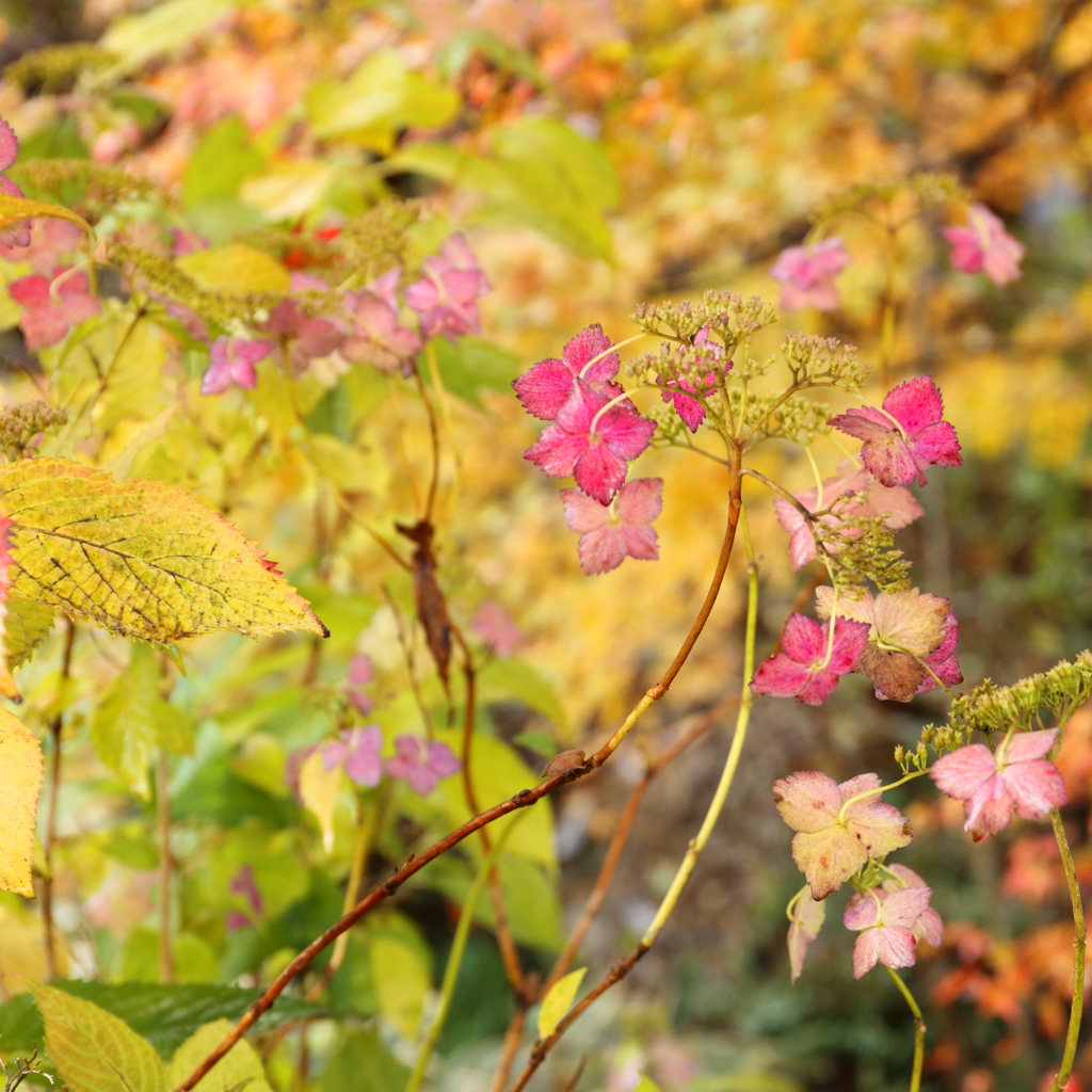 秋に咲くアジサイ By 丈太 Id 写真共有サイト Photohito
