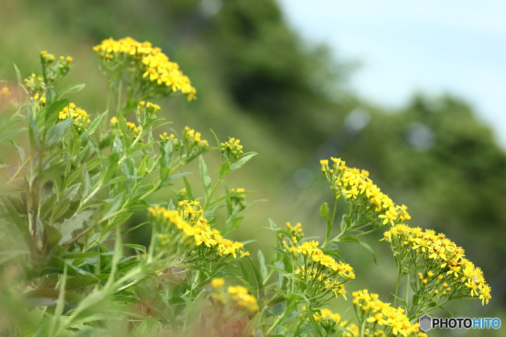 伊吹山の花２