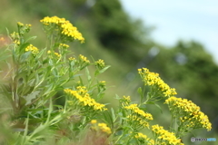 伊吹山の花２