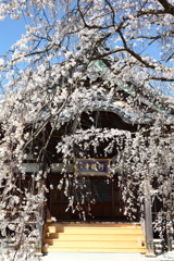 行福寺(愛知県)の枝垂桜