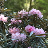 登山道沿いの石楠花
