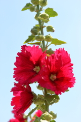 初夏の花１