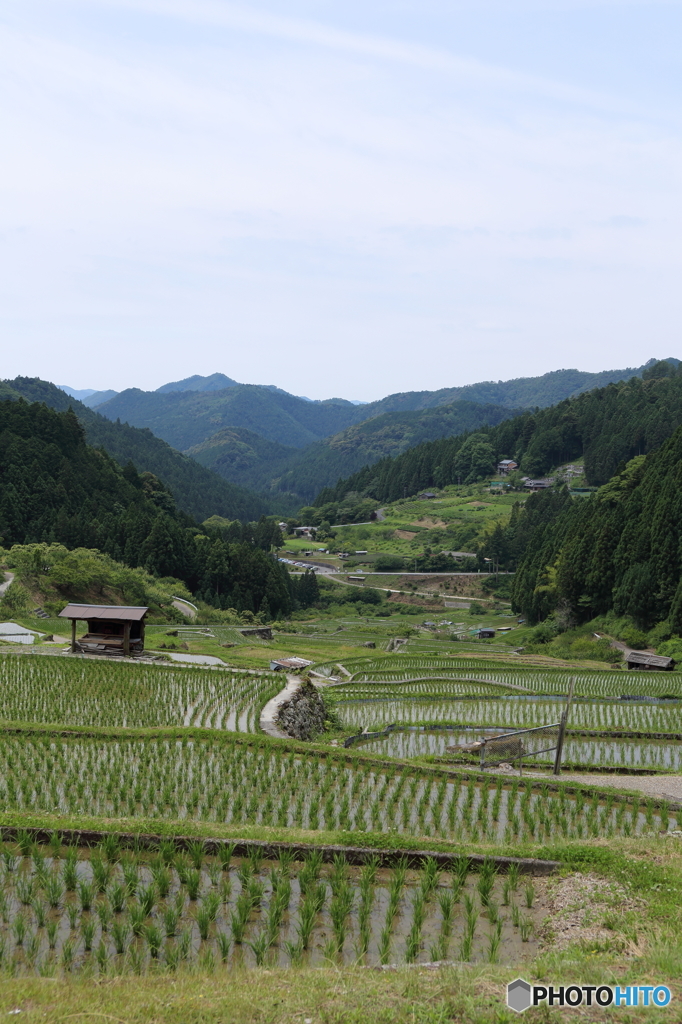 四谷千枚田１