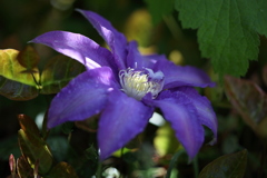 庭に咲く花