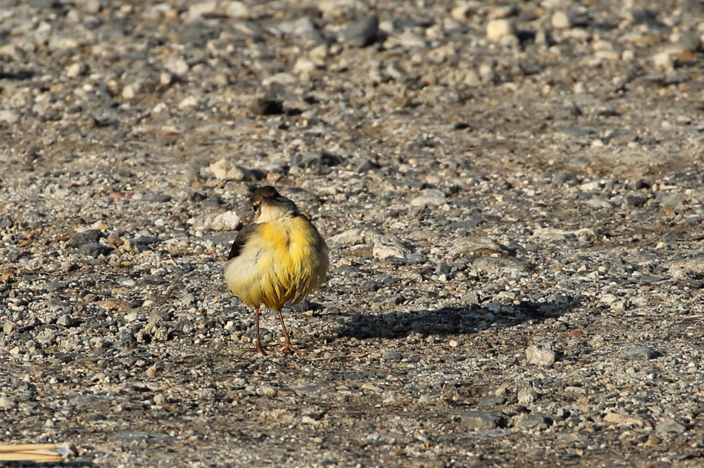 今日出会った鳥３